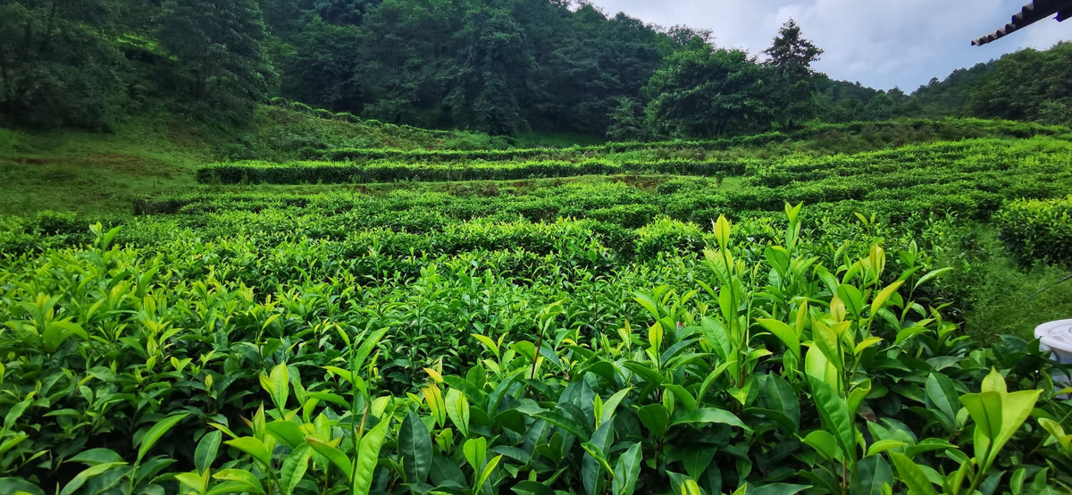 Tea garden landscape