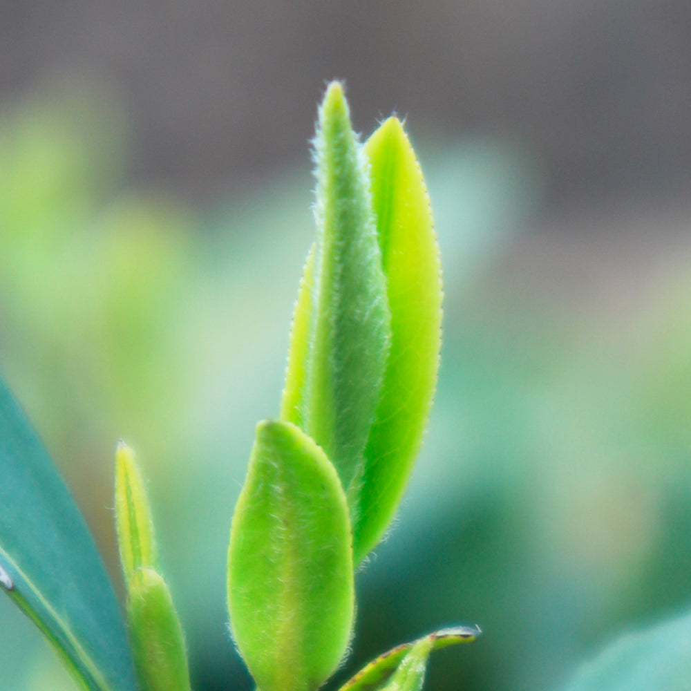 West Lake Long Jing (Dragon Well) Green Tea